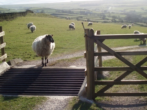 Exemple d'affordance : grille au sol pour stopper les moutons
